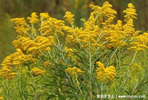 中药一枝黄花图片，一枝黄花的功效与作用很显著