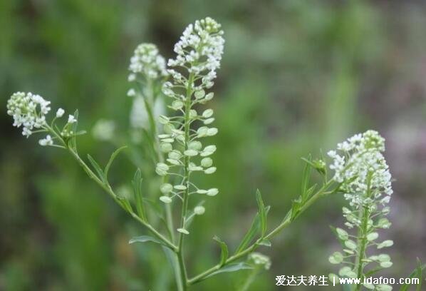 4大荠菜花煮鸡蛋的功效，滋补身体/降压降脂/提高大脑功能/清热利湿