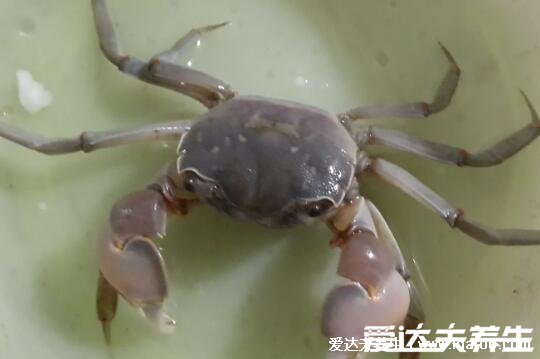 24小时之内死了的螃蟹能吃吗，常温保存条件下不能吃/会让人中毒