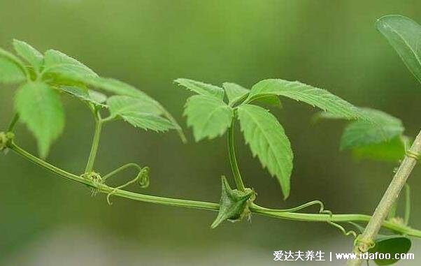 抗癌第一的野菜排行榜图片，可以多吃马齿苋/苦菜/苜蓿草