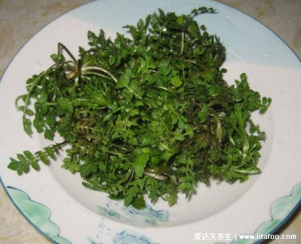 农村100种野菜图片，有些你肯定吃过(含荠菜/苦菜)