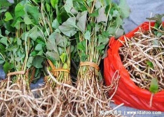 农村100种野菜图片，有些你肯定吃过(含荠菜/苦菜)