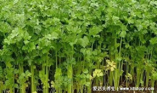 农村100种野菜图片，有些你肯定吃过(含荠菜/苦菜)