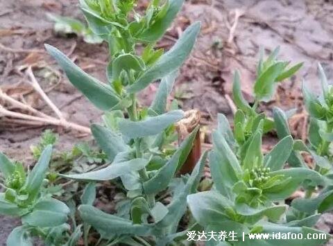 农村100种野菜图片，有些你肯定吃过(含荠菜/苦菜)