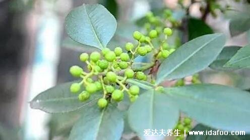 农村能吃100种野菜图片大全，荠菜/马齿苋/蕨菜/苦菜/折耳根