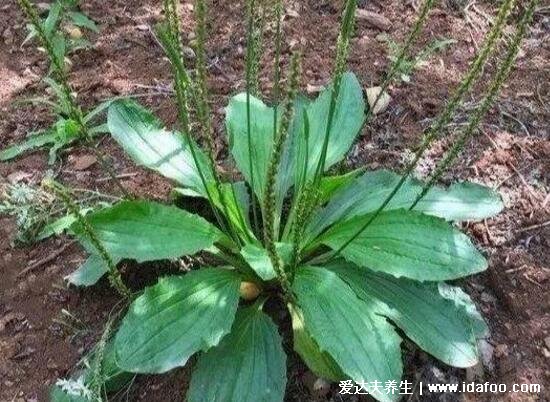 农村能吃100种野菜图片大全，荠菜/马齿苋/蕨菜/苦菜/折耳根