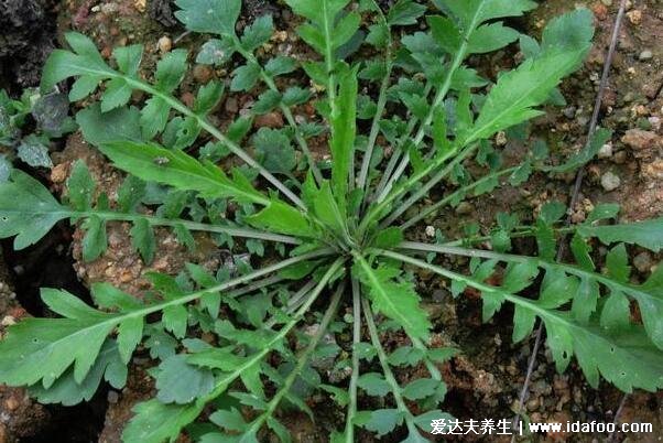 农村能吃100种野菜图片大全，荠菜/马齿苋/蕨菜/苦菜/折耳根