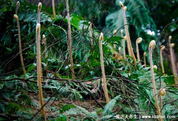 农村能吃100种野菜图片大全，荠菜/马齿苋/蕨菜/苦菜/折耳根