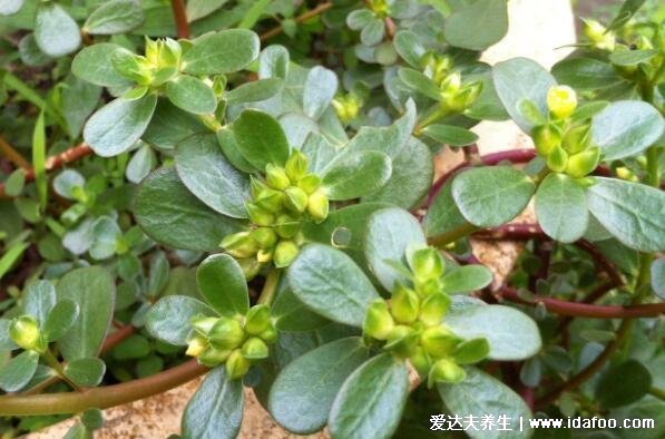 农村能吃100种野菜图片大全，荠菜/马齿苋/蕨菜/苦菜/折耳根