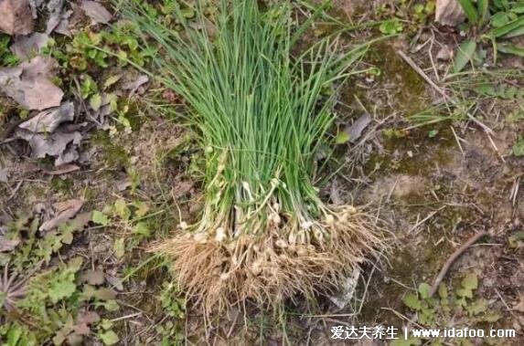 农村能吃100种野菜图片大全，荠菜/马齿苋/蕨菜/苦菜/折耳根