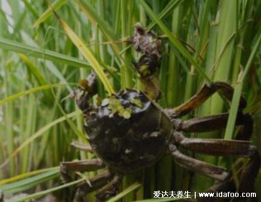 螃蟹吃什么食物，喂食米饭/面包屑/玉米或南瓜都可以(杂食性动物)