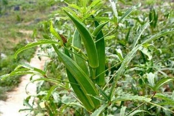 秋葵的功效与作用，植物伟哥能强肾补虚/减肥/抗疲劳