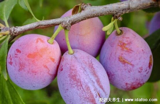 西梅和李子有啥区别，西梅形状椭圆且甜/李子是圆形且酸(有5大区别)