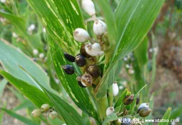 植物薏米图片，薏米的功效与作用吃法(美白/祛湿)