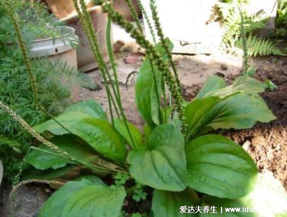 止咳最灵的野菜，杀死癌细胞最狠的野菜图片(车前草/苦苦菜)