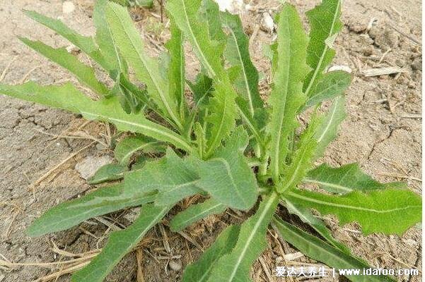 止咳最灵的野菜，杀死癌细胞最狠的野菜图片(车前草/苦苦菜)