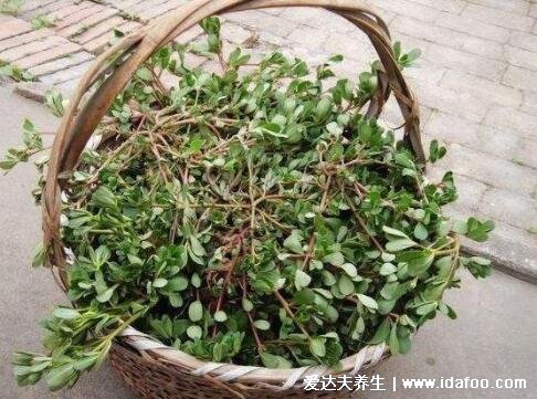 4种止咳最灵的野菜图片，车前草适宜热性咳嗽(马齿苋孕妇不要吃)