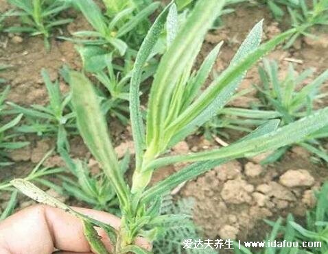 4种止咳最灵的野菜图片，车前草适宜热性咳嗽(马齿苋孕妇不要吃)