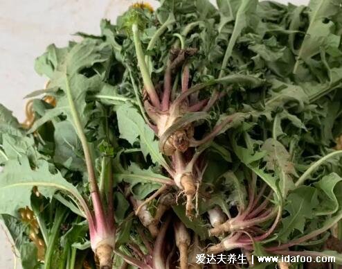 4种止咳最灵的野菜图片，车前草适宜热性咳嗽(马齿苋孕妇不要吃)