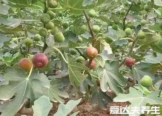 5种人不能吃无花果，出来糖尿病患者还有这四种人