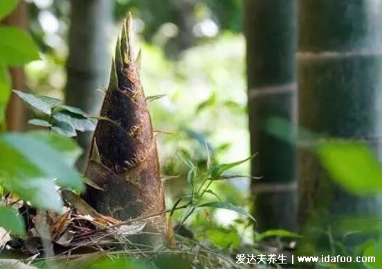 春笋怎么做才好吃简单又好吃，春笋的做法大全家常菜