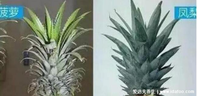 凤梨和菠萝的区别，凤梨和菠萝一样吗