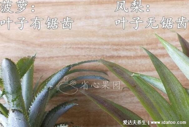 凤梨要用盐水泡吗，不用泡削皮直接吃更好吃(附和菠萝的区别)