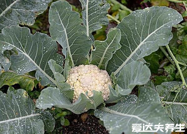 花椰菜是什么菜，甘蓝的变种蔬菜与西兰花类似(花椰菜图片)