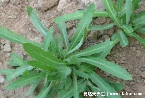 抗癌第一的野菜排行榜，苦菜抑制白血病(4种杀死癌细胞最狠的野菜) 