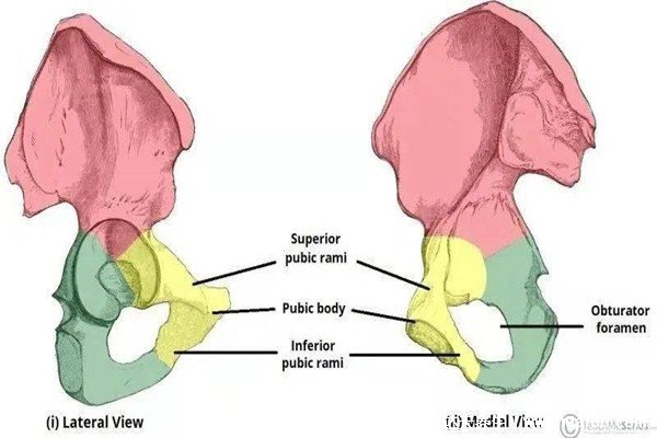 耻骨是哪个部位图片，如何按摩耻骨缓解疲惫