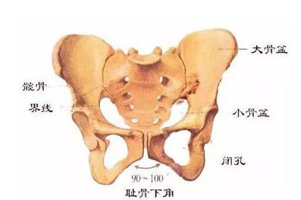 耻骨是哪个部位图片，如何按摩耻骨缓解疲惫