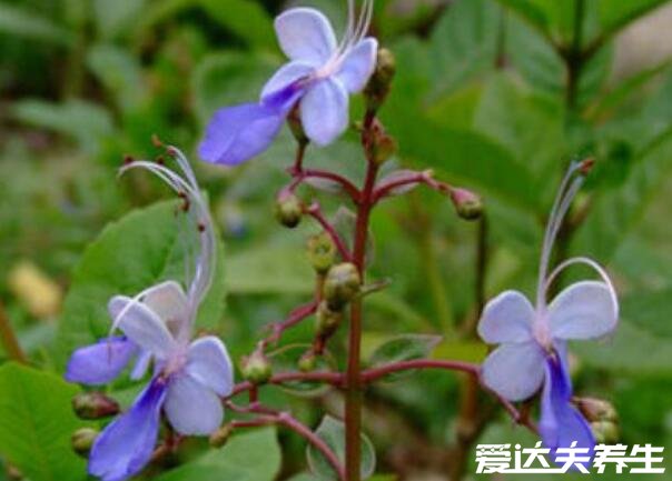 蓝蝴蝶的功效与作用及食用方法，做成花茶喝有抗衰老等4大功效(图片)