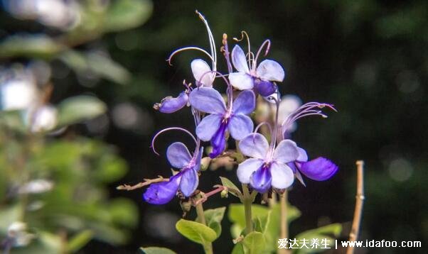 蓝蝴蝶花泡水喝的功效和禁忌，一次泡3朵可美容养颜治牙疼