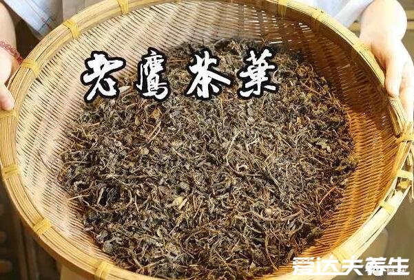 老鹰茶的功效和作用禁忌，补充营养等4大功效(附哪些人不能喝)