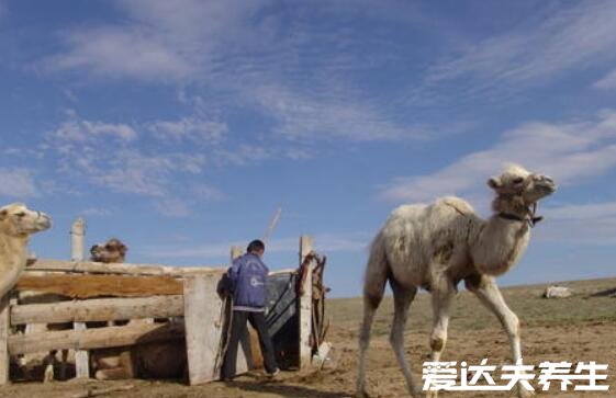 骆驼奶的功效和作用，不仅可以促进生长还能降血糖