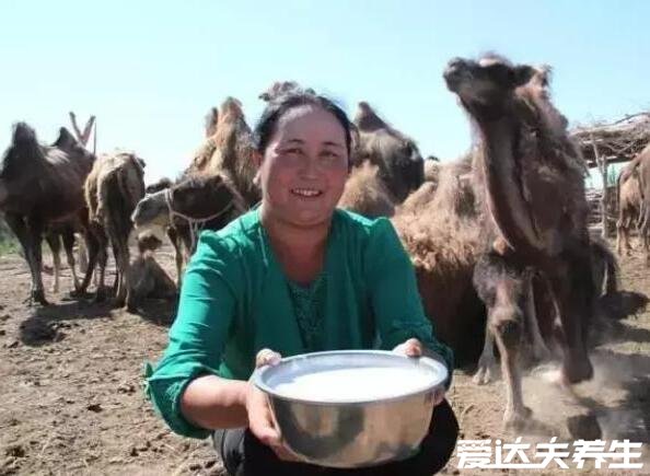 骆驼奶粉的功效和作用，强身健体营养价值是牛奶的n倍