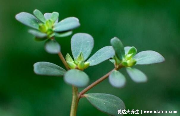 马齿苋怎么吃，除了炒着吃试试火腿马齿苋饼（附视频做法）