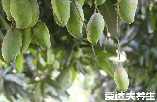 芒果的功效与作用禁忌，虽然可以防癌但是也不能多吃容易过敏