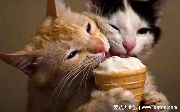 猫咪可以吃雪糕吗，猫能吃辣吗(不能会腹泻甚至中毒)