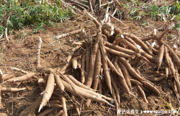 木薯有毒吗怎么煮才没有毒，新鲜木薯有剧毒但木薯粉无毒(图片)