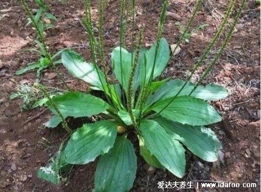 农村100种野菜图片，大自然的馈赠你吃过哪几种