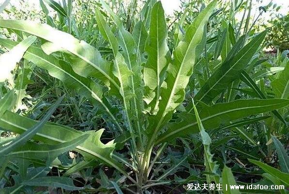 农村100种野菜图片，大自然的馈赠你吃过哪几种