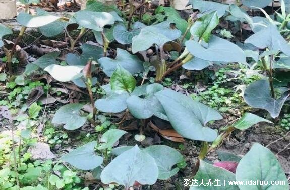 农村100种野菜图片，大自然的馈赠你吃过哪几种