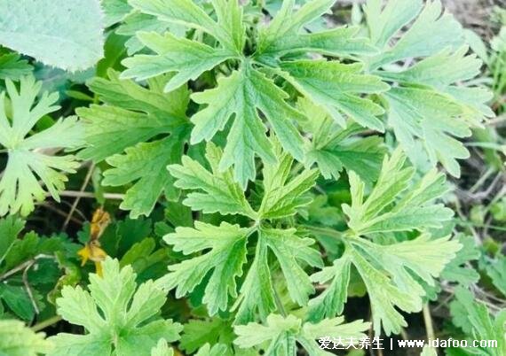 农村100种野菜图片，大自然的馈赠你吃过哪几种