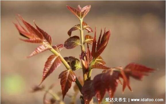 农村100种野菜图片，大自然的馈赠你吃过哪几种