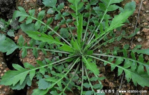 农村100种野菜图片，大自然的馈赠你吃过哪几种