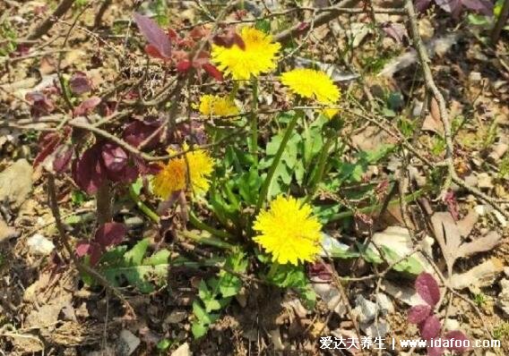 农村100种野菜图片，大自然的馈赠你吃过哪几种