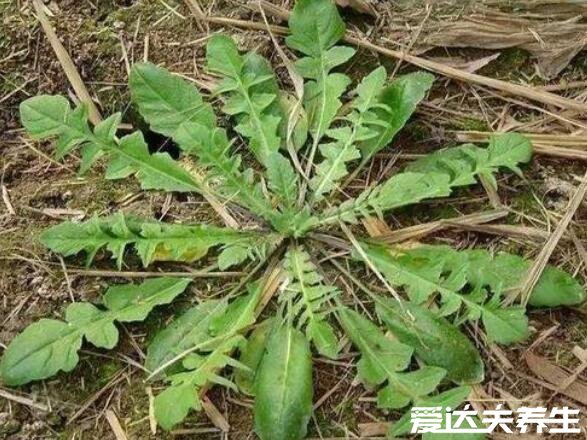 荠菜的功效与作用，能够抗菌消炎预防癌症还能保护眼睛(图片)