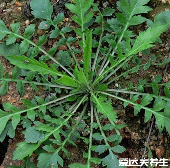 荠菜的功效与作用，能够抗菌消炎预防癌症还能保护眼睛(图片)