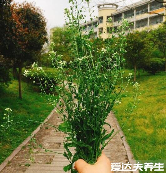 荠菜的功效与作用，能够抗菌消炎预防癌症还能保护眼睛(图片)